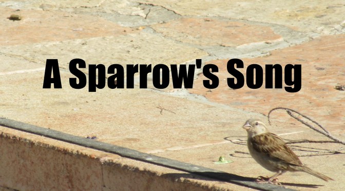 A Sparrow’s Song