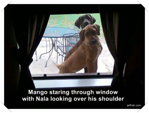 Mango