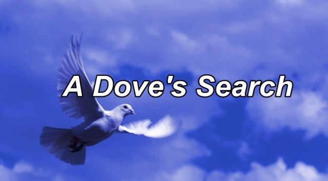 A Dove’s Search