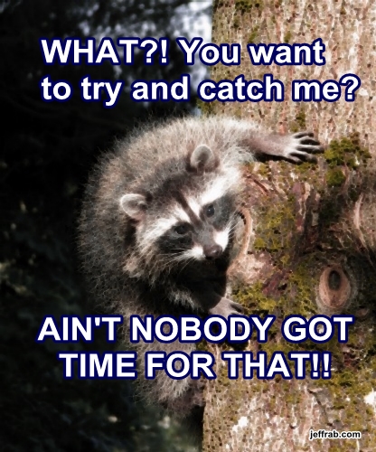 Baby Coon Precious story
