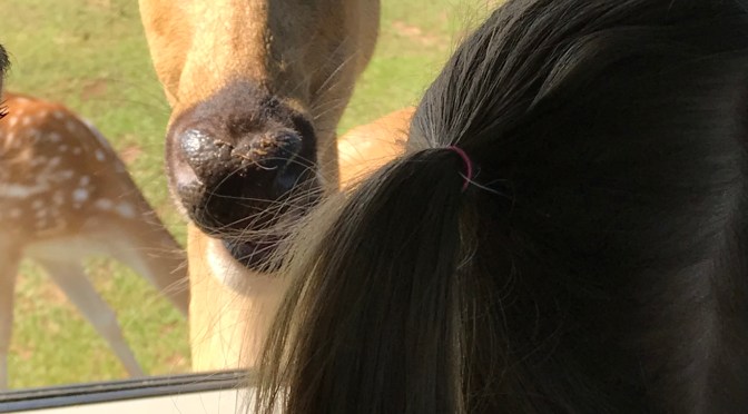 Laughter in the Mind