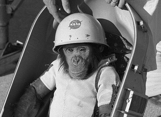 ham-the-chimp-biopack-couch-nasa