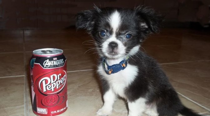 Flea Market Flea Bag