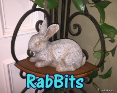 Rabbits 4