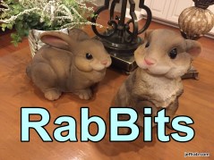 RabBits 22