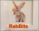 RabBits 23